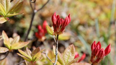 A selective focus shot of red Rhododendron buds