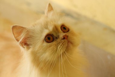 Şirin sarı bir İran kedisinin güzel bir fotoğrafı.