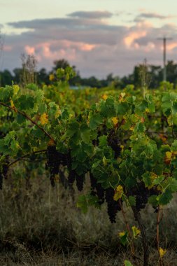Gün batımında bulutlu bir gökyüzünün altında yeşil yapraklı güzel bir bitki büyür.