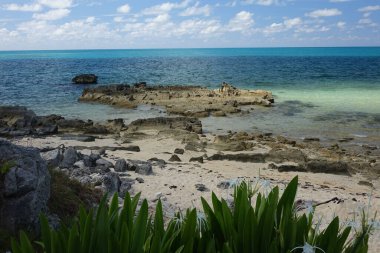 A scenic view of the wild plants with the rock formations at the beach of Ireland Island against blue sky on a sunny day in Sandys Parish, Bermuda