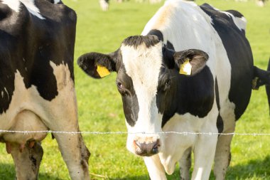 The black-white cows on a meadow on a sunny day