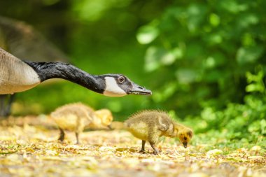 Bir Kanada kazı 'nın seçici odak noktası. Kazları çimlerin üzerinde duruyor ve yemek yiyor.