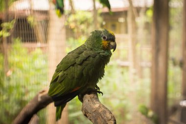 Ağaç dalına konmuş yeşil Amazon papağanının seçici odak noktası.