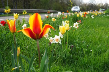 Plochingen, Almanya - 19 Nisan 2016: Baharda bir sokak boyunca çiçekler, arka planda araba, yatay fotoğraf