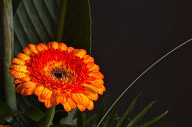 Turuncu gerbera çiçeğinin manzarası