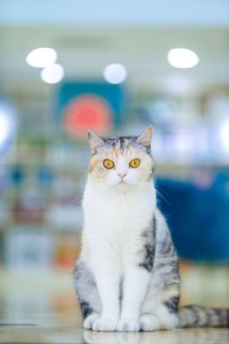 Bulanık arka planda sarı gözlü bir kedinin dikey görüntüsü.