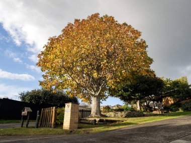 Sonbahar renklerinde akçaağaç manzarası