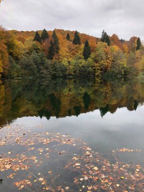 A vertical shot of a lake with fallen leaves near an autumn forest