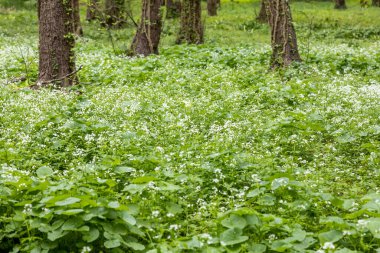 Macaristan 'ın Zalaegerszeg kentindeki Csacs Botanik Bahçesi (Csacsbozsoki Botanik Bahçesi)