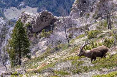 The latter peacefully grazes on the thick grass