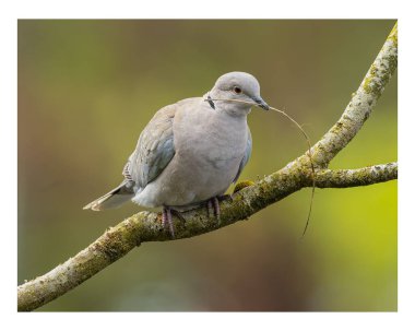 Bulanık arkaplanda Avrasyalı bir güvercinin yakın plan çekimi.