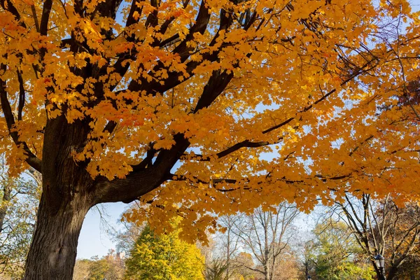 Eine Flache Aufnahme Eines Großen Baumes Mit Orangefarbenen Blättern Einem — Stockfoto