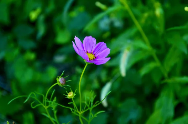 Gros Plan Une Fleur Cosmos Pourpre Fleurissant Dans Jardin — Photo