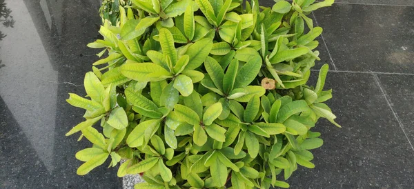 セラミックポットに緑の葉を持つAdeniumオベスム植物 — ストック写真