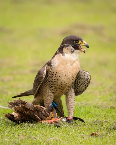 Vertical Closeup Shot Peregrine Falcon Falco Peregrinus Holding Small Bird — Stock Photo, Image