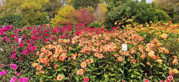 Garden Full Colorful Georgina Flowers — Stock Photo, Image
