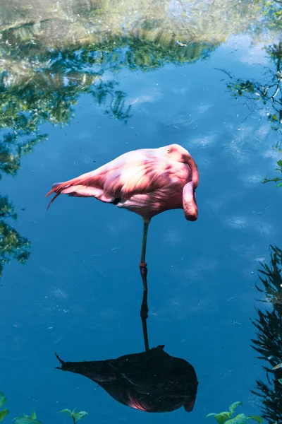 Plano Vertical Flamenco Rosa Reposo Pie Sobre Una Pierna Con — Foto de Stock