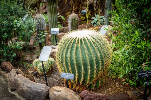Piękne Ujęcie Gigantycznego Egzotycznego Kaktusa Ogrodzie Botanicznym Tabliczkami Nazwiskami — Zdjęcie stockowe
