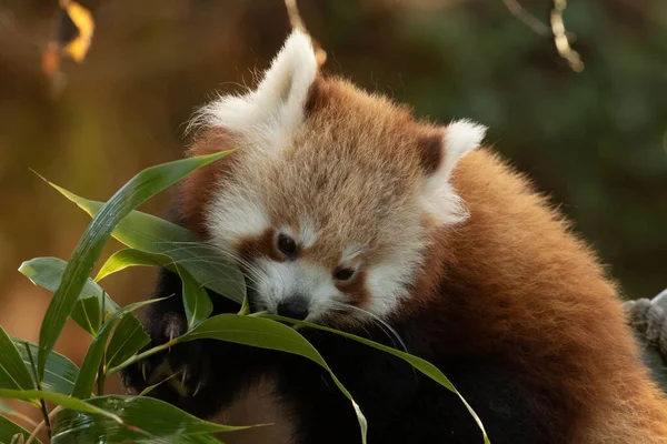 Cute Red Panda, Ailurus fulgens, head shot holding fresh bamboo leaves
