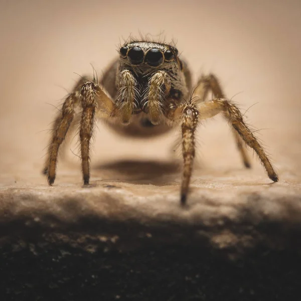 Makroaufnahme Einer Spinne Auf Dem Boden — Stockfoto