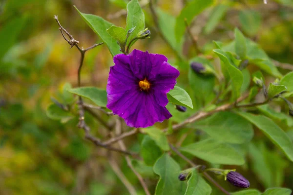 Primer Plano Flor Completamente Florecida Lycianthes Rantonnei Sobre Fondo Borroso —  Fotos de Stock