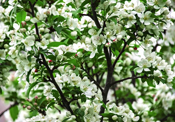 Primer Plano Hermosas Flores Blancas Las Ramas Árbol Jardín —  Fotos de Stock