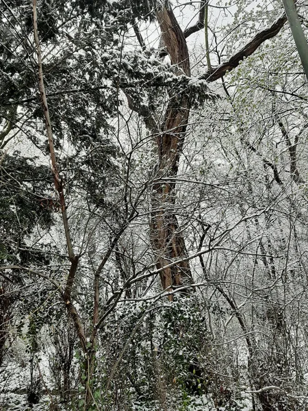 Tiro Vertical Árboles Cubiertos Nieve Bosque — Foto de Stock