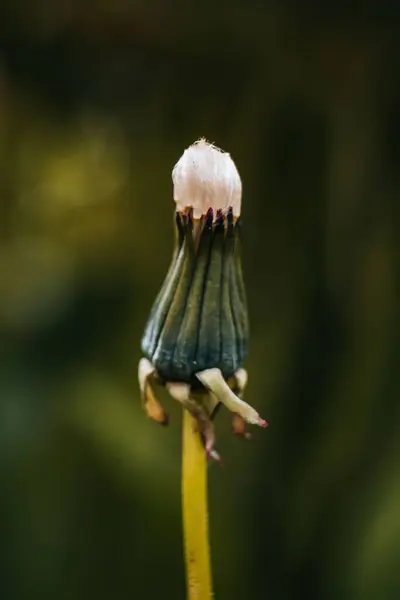 Vertical Closeup Shot Dandelion Blurry Background —  Fotos de Stock