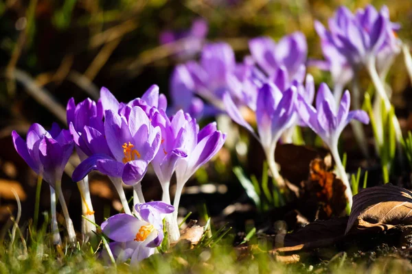 Selective Focus Shot Purple Crocuses Garden — Stock Photo, Image