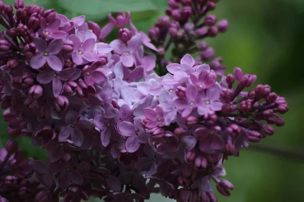 Een Closeup Van Prachtige Lila Bloemen Een Tuin — Stockfoto