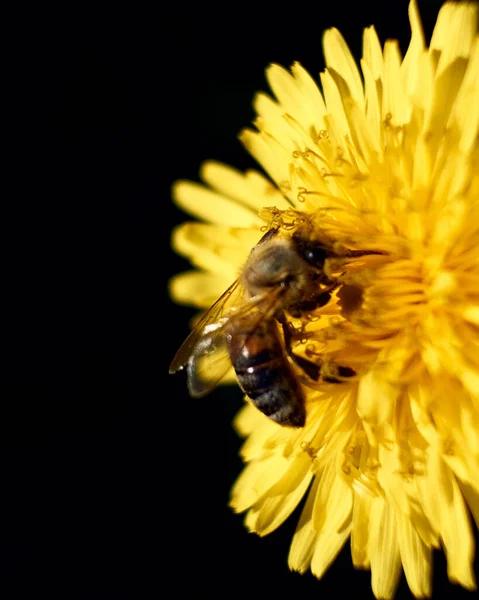 Fotografie Macro Verticală Unei Albine Polenizând Păpădie Galbenă — Fotografie, imagine de stoc