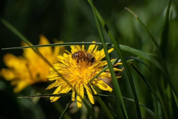 ミツバチは花に蜜を集める ぼやけた緑の背景に夏の太陽の光線のマクロ写真 — ストック写真