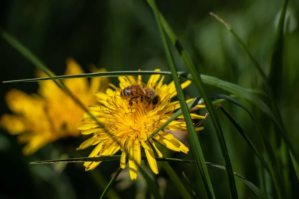 Uma Abelha Coleta Néctar Uma Flor Fotografia Macro Nos Raios — Fotografia de Stock