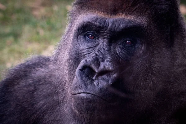 Gorilla portrait zoo monkey primate face eyes head