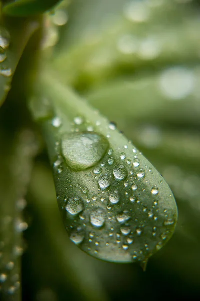 Nahaufnahme Einer Grünen Pflanze Mit Wassertropfen — Stockfoto