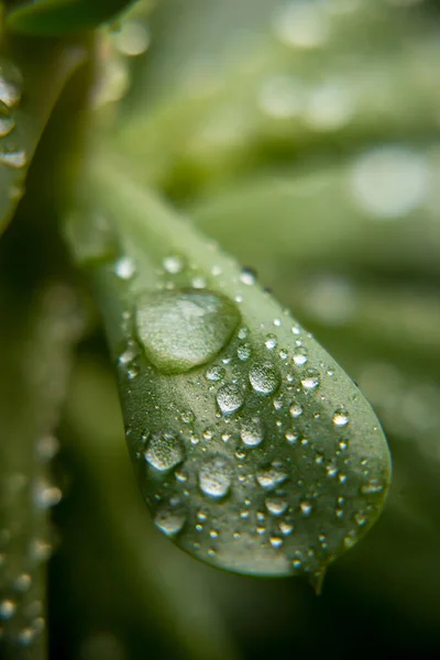 Gros Plan Plante Verte Avec Des Gouttes Eau — Photo