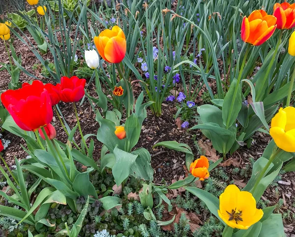 Primer Plano Tulipanes Colores Florecientes Jardín — Foto de Stock