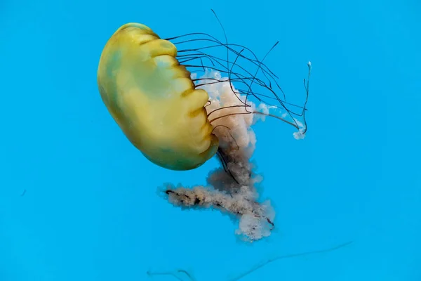 Beautiful Shot Chrysaora Fuscescens Swimming Calm Blue Water National Aquarium — Stock Photo, Image