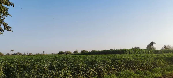 Een Panoramische Opname Van Een Groot Groen Veld Onder Een — Stockfoto