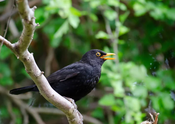 くちばしが開いている木の枝に座って歌うヨーロッパの黒鳥 — ストック写真