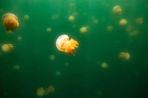 Bela Foto Jellyfish Lake Lago Marinho Localizado Ilha Eil Malk — Fotografia de Stock