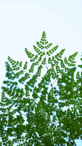 Baget Ağacı Yapraklarının Alçak Açılı Çekimi — Stok fotoğraf