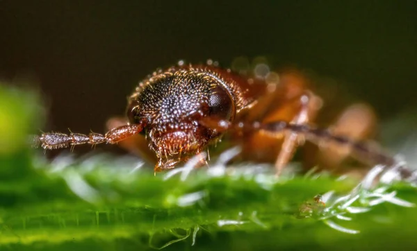 Una Macro Toma Escarabajo Clic Escarabajo Chasquido Una Hoja Verde — Foto de Stock