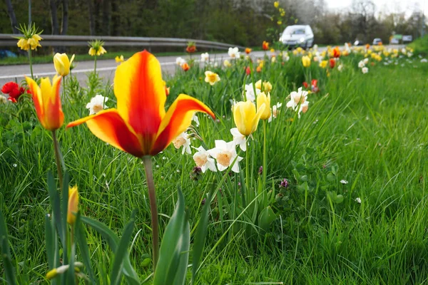 德国普洛兴根 2016年4月19日 春天街道上的花朵 背景为汽车 照片为横向 — 图库照片