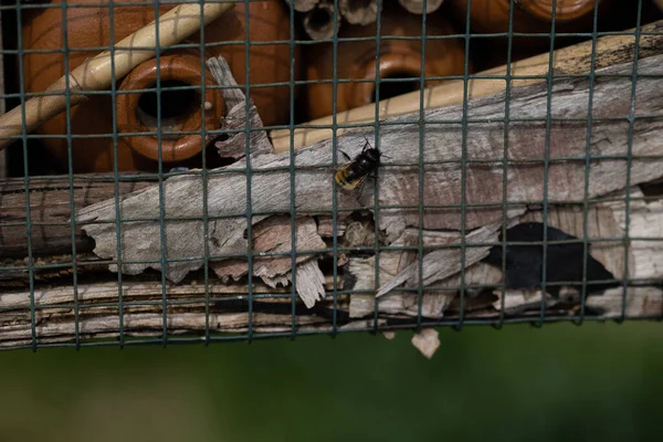 Çitin Üzerindeki Böcek Osmia Bicornis — Stok fotoğraf