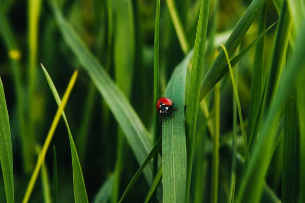 Belo Tiro Close Uma Joaninha Uma Grama Verde — Fotografia de Stock