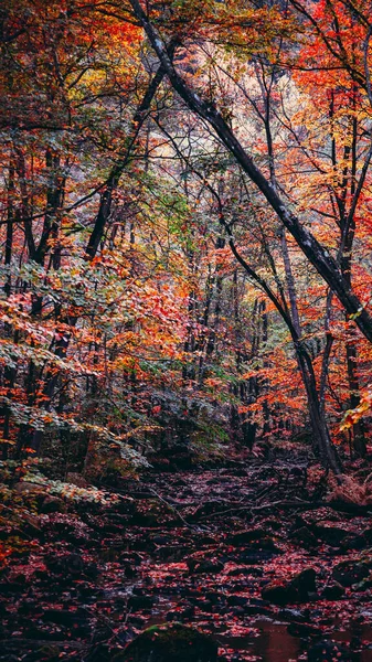 スウェーデンのSkaneで秋の間に神秘的なカラフルな森の垂直ショット — ストック写真