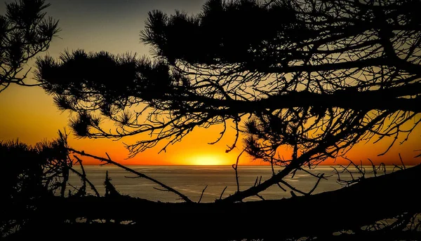 Beautiful Shot Orange Sunset Pine Tree Branches — Stock Photo, Image