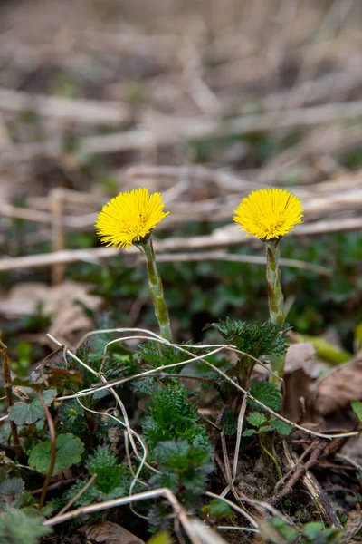 Closeup Shot Yellow Dandelion Flowers Growing Field — Foto Stock