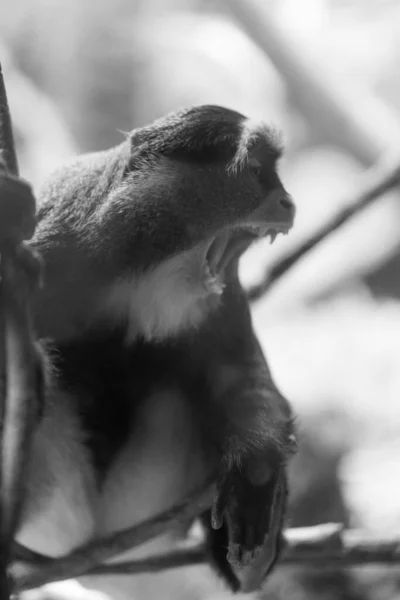 Monkey Enclosure Franklin Park Zoo Boston Massachusetts — Stock Photo, Image